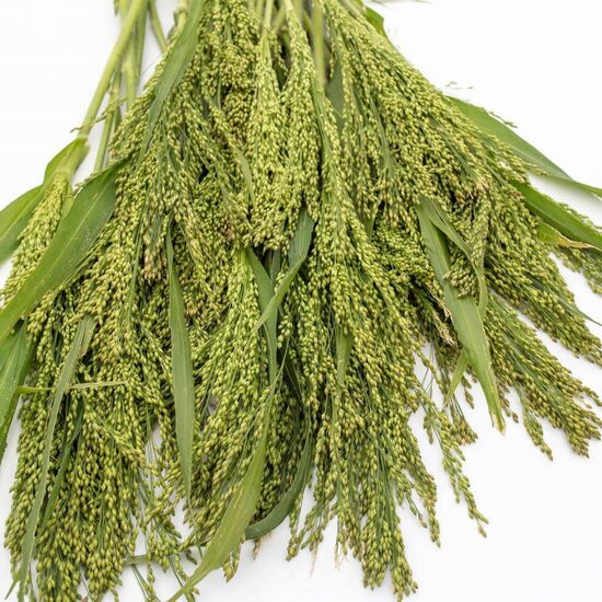 Proso ‘QIS Umbrella’ (Panicum miliaceum) 0,2g